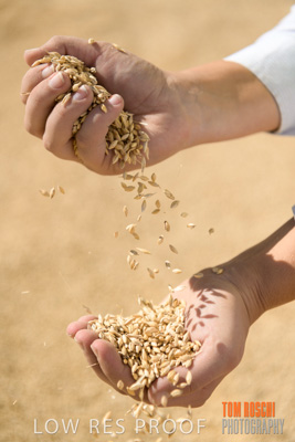 April 2019 / BARLEY_IN_HANDS_190401_658
