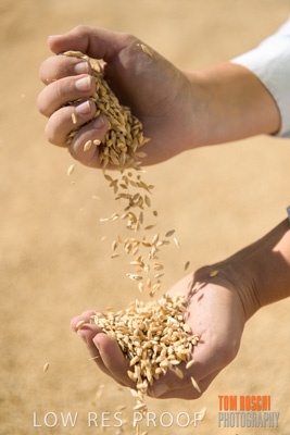 April 2019 / BARLEY_IN_HANDS_190401_661