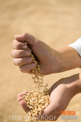 April 2019 / BARLEY_IN_HANDS_190401_666