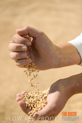 April 2019 / BARLEY_IN_HANDS_190401_668