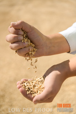 April 2019 / BARLEY_IN_HANDS_190401_669
