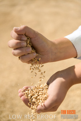 April 2019 / BARLEY_IN_HANDS_190401_670