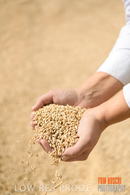 April 2019 / BARLEY_IN_HANDS_190401_671