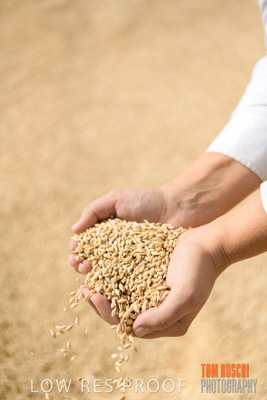 April 2019 / BARLEY_IN_HANDS_190401_672