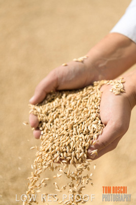 April 2019 / BARLEY_IN_HANDS_190401_678