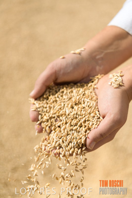 April 2019 / BARLEY_IN_HANDS_190401_679