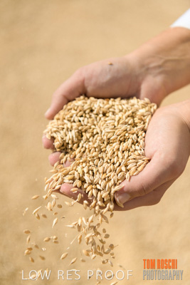 April 2019 / BARLEY_IN_HANDS_190401_680