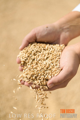 April 2019 / BARLEY_IN_HANDS_190401_681