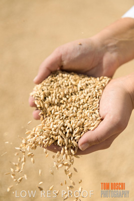 April 2019 / BARLEY_IN_HANDS_190401_682