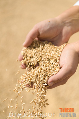 April 2019 / BARLEY_IN_HANDS_190401_685