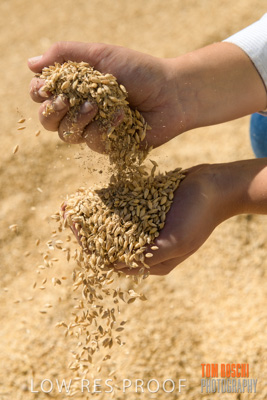 April 2019 / BARLEY_IN_HANDS_190401_688
