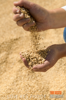 April 2019 / BARLEY_IN_HANDS_190401_691