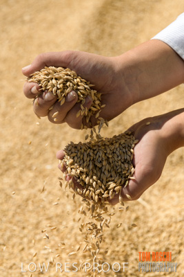 April 2019 / BARLEY_IN_HANDS_190401_694