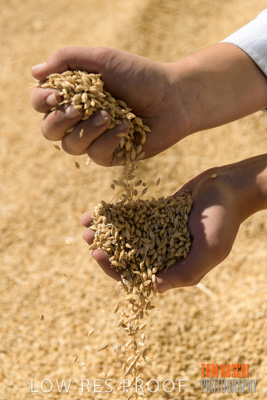 April 2019 / BARLEY_IN_HANDS_190401_696