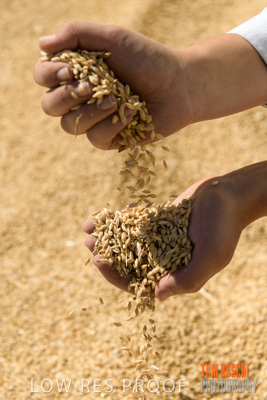 April 2019 / BARLEY_IN_HANDS_190401_698
