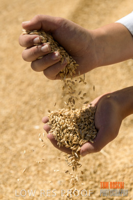 April 2019 / BARLEY_IN_HANDS_190401_699