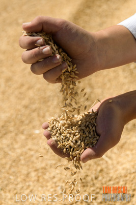 April 2019 / BARLEY_IN_HANDS_190401_700