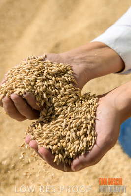 April 2019 / BARLEY_IN_HANDS_190401_702
