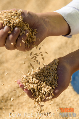 April 2019 / BARLEY_IN_HANDS_190401_704