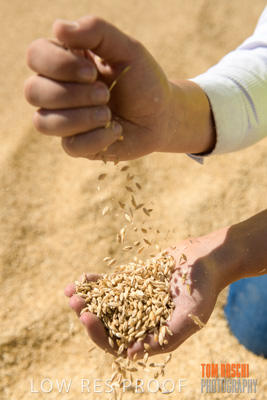 April 2019 / BARLEY_IN_HANDS_190401_705