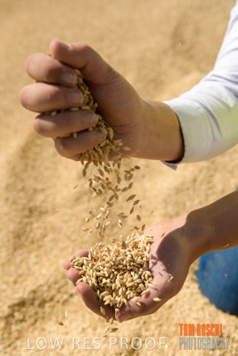 April 2019 / BARLEY_IN_HANDS_190401_706