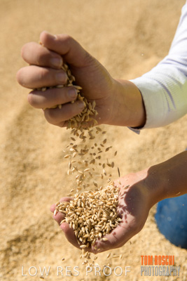 April 2019 / BARLEY_IN_HANDS_190401_707