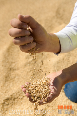 April 2019 / BARLEY_IN_HANDS_190401_709