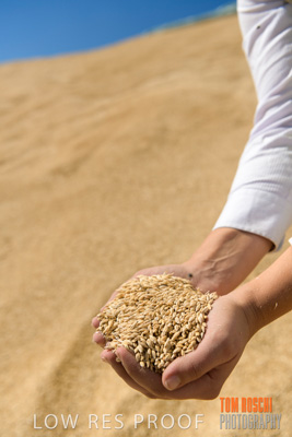 April 2019 / BARLEY_IN_HANDS_190401_712