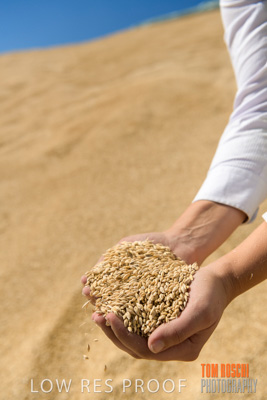 April 2019 / BARLEY_IN_HANDS_190401_713