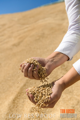 April 2019 / BARLEY_IN_HANDS_190401_715