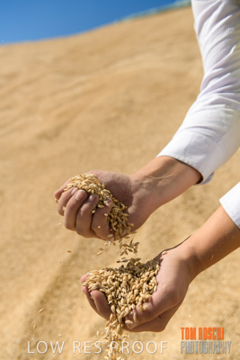 April 2019 / BARLEY_IN_HANDS_190401_717