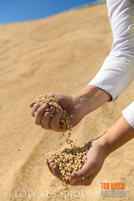 April 2019 / BARLEY_IN_HANDS_190401_718