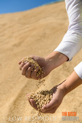 April 2019 / BARLEY_IN_HANDS_190401_719