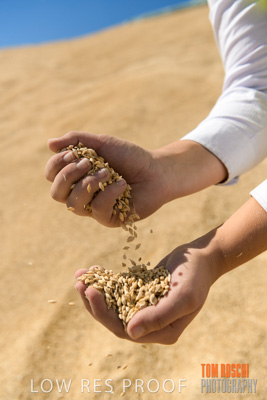 April 2019 / BARLEY_IN_HANDS_190401_729