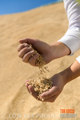 April 2019 / BARLEY_IN_HANDS_190401_730