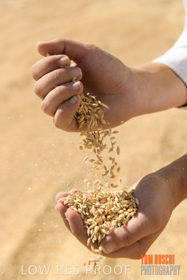 April 2019 / BARLEY_IN_HANDS_190401_732