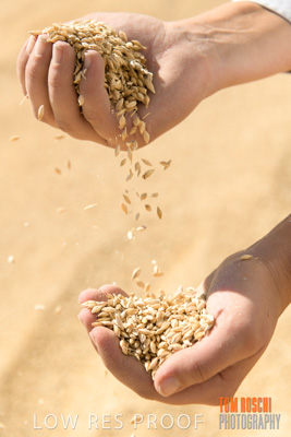 April 2019 / BARLEY_IN_HANDS_190401_735