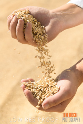 April 2019 / BARLEY_IN_HANDS_190401_736