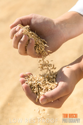 April 2019 / BARLEY_IN_HANDS_190401_737