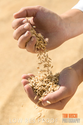 April 2019 / BARLEY_IN_HANDS_190401_739