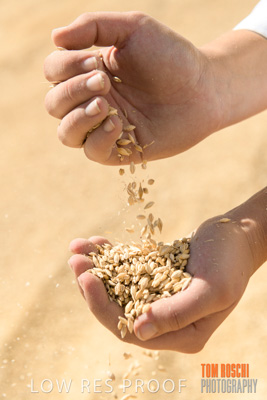 April 2019 / BARLEY_IN_HANDS_190401_740
