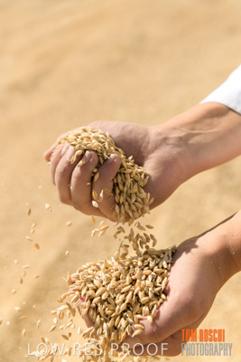 April 2019 / BARLEY_IN_HANDS_190401_744