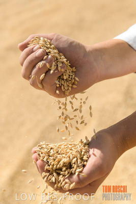 April 2019 / BARLEY_IN_HANDS_190401_746
