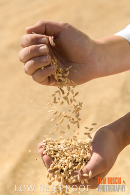 April 2019 / BARLEY_IN_HANDS_190401_748