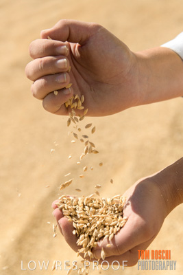 April 2019 / BARLEY_IN_HANDS_190401_749