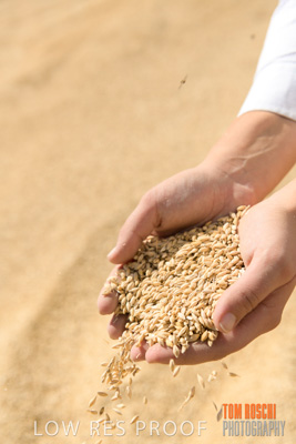 April 2019 / BARLEY_IN_HANDS_190401_752