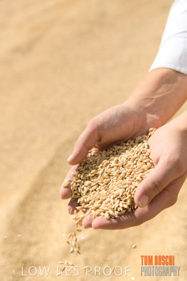 April 2019 / BARLEY_IN_HANDS_190401_753