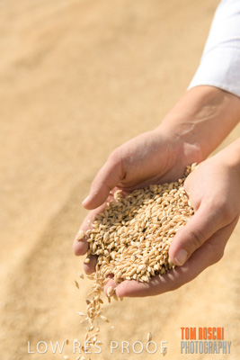 April 2019 / BARLEY_IN_HANDS_190401_754