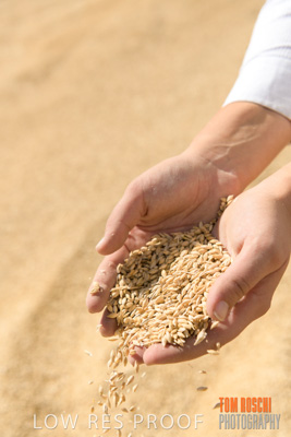 April 2019 / BARLEY_IN_HANDS_190401_755