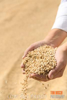 April 2019 / BARLEY_IN_HANDS_190401_757